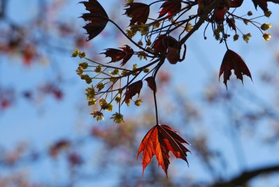 Acer platanoides 'Crimson King' - javor mléčný 'Crimson King' - květenství a listy (2)